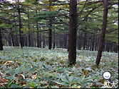 黒斑山登山