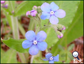 軽井沢の草花3