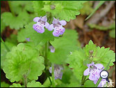 軽井沢の草花10