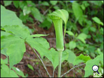 軽井沢の草花