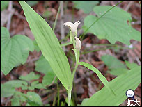 軽井沢の草花