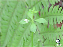 軽井沢の草花