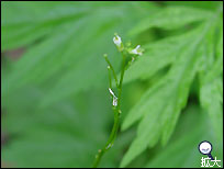 軽井沢の草花