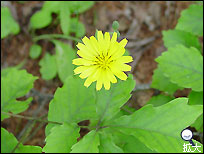 軽井沢の草花