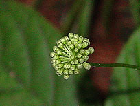 軽井沢の草花