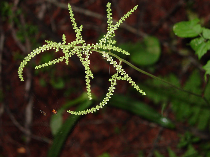 軽井沢の草花