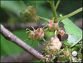 軽井沢の草花